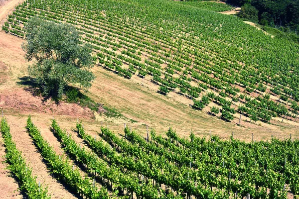 Vinhedos perto da cidade de San Gimignano, Toscana, Itália — Fotografia de Stock