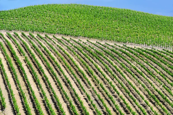 Vineyards near the city of San Gimignano, Tuscany, Italy — Stock Photo, Image