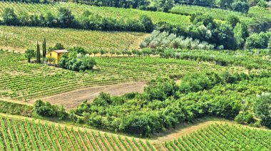 Üzüm bağları yakınındaki şehir Montepulciano, Toskana, İtalya