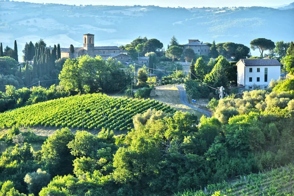 Weinberg in der Nähe der Stadt Montalcino, Toskana, Italien — Stockfoto
