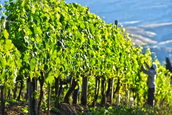 Vineyard near the city of Montalcino, Tuscany, Italy — Stock Photo, Image