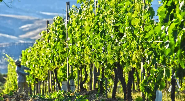 Vineyard near the city of Montalcino, Tuscany, Italy — Stock Photo, Image