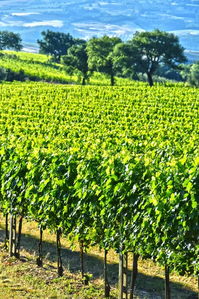 Vineyard near the city of Montalcino, Tuscany, Italy — Stock Photo, Image