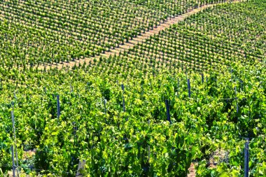 Üzüm bağları yakınındaki şehir San Gimignano, Toskana, İtalya