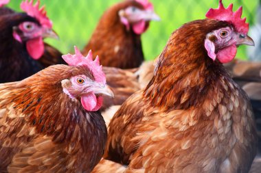 Geleneksel tavuk çiftliğinde tavuklar