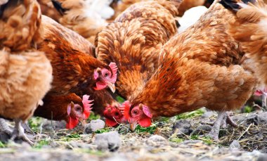 Geleneksel tavuk çiftliğinde tavuklar
