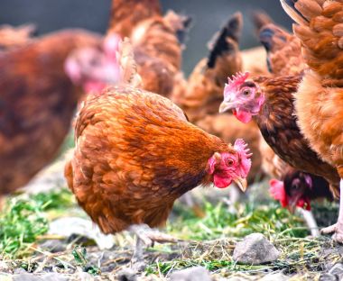 Geleneksel tavuk çiftliğinde tavuklar