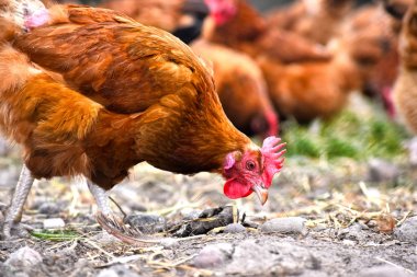 Geleneksel tavuk çiftliğinde tavuklar