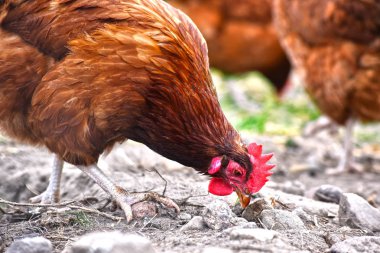 Geleneksel tavuk çiftliğinde tavuklar