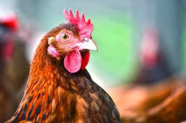 Geleneksel tavuk çiftliğinde tavuklar