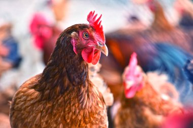 Geleneksel tavuk çiftliğinde tavuklar