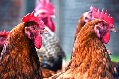 Geleneksel tavuk çiftliğinde tavuklar