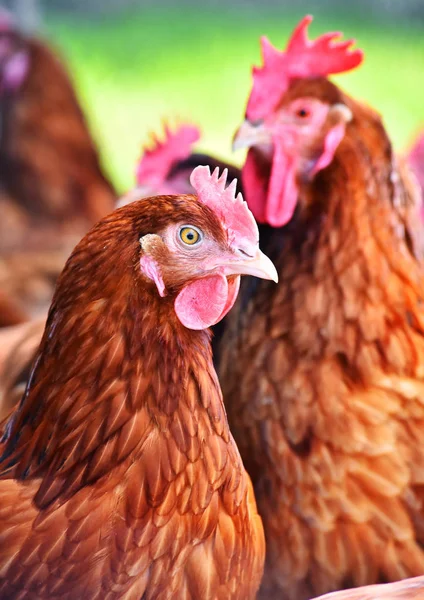 Galinhas na tradicional fazenda de aves de capoeira ao ar livre — Fotografia de Stock