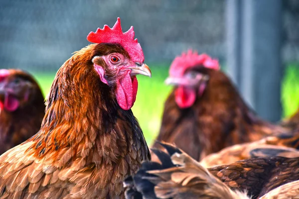 Galinhas na tradicional fazenda de aves de capoeira ao ar livre — Fotografia de Stock