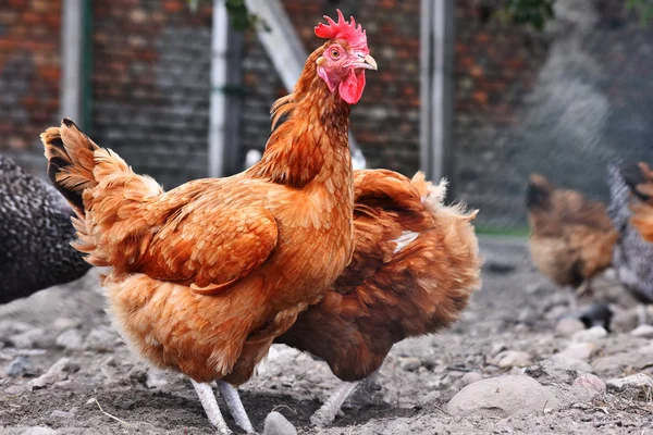 Pollos en granja de aves de corral tradicional — Foto de Stock