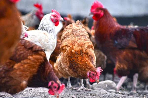 Pollos en granja de aves de corral tradicional —  Fotos de Stock