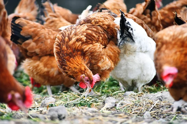 Galinhas na tradicional fazenda de aves de capoeira ao ar livre — Fotografia de Stock