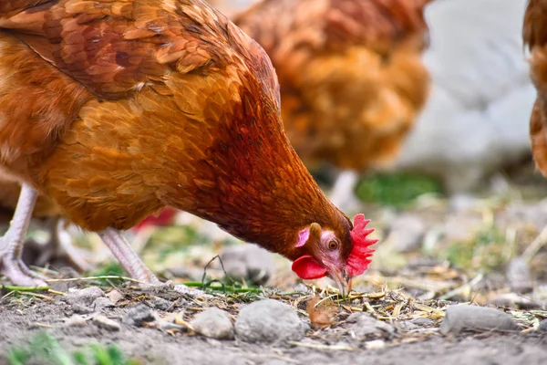 Galinhas na tradicional fazenda de aves de capoeira ao ar livre — Fotografia de Stock