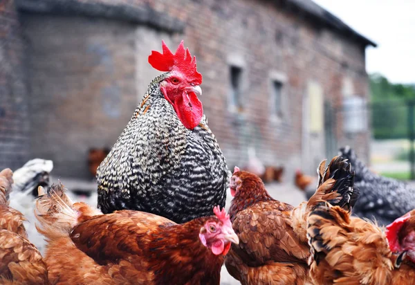 ไก่ในฟาร์มไก่ฟรีแบบดั้งเดิม — ภาพถ่ายสต็อก