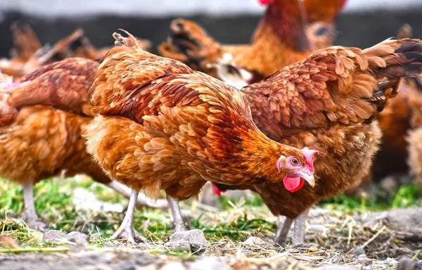 Kur domácí na tradiční drůbeží farmě ve volném výběhu — Stock fotografie