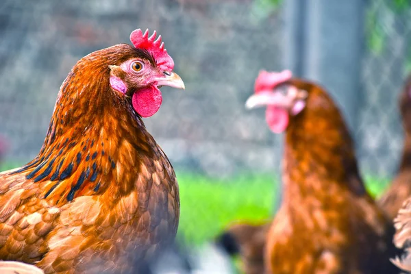 Csirkék a hagyományos szabadtartású baromfitartó gazdaságban — Stock Fotó