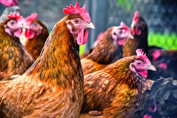 Poulets dans une ferme avicole traditionnelle en plein air — Photo