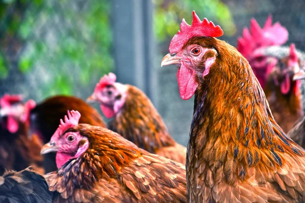 ไก่ในฟาร์มไก่ฟรีแบบดั้งเดิม — ภาพถ่ายสต็อก