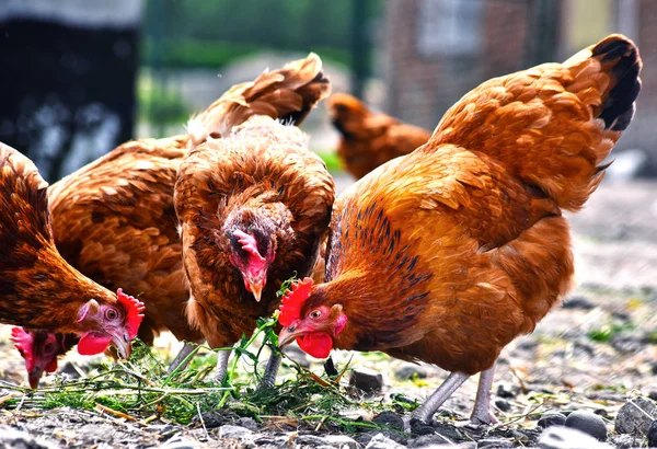 Kycklingar på traditionell frigående fjäderfäfarm — Stockfoto