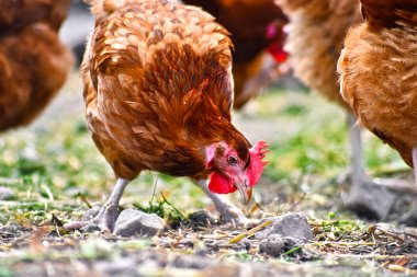 Geleneksel tavuk çiftliğinde tavuklar