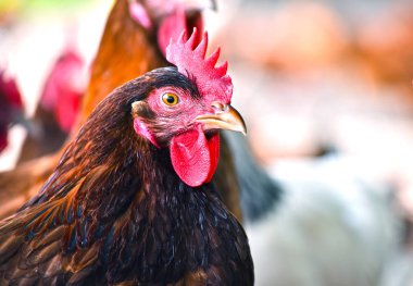 Geleneksel tavuk çiftliğinde tavuklar