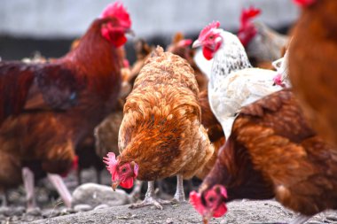 Geleneksel tavuk çiftliğinde tavuklar