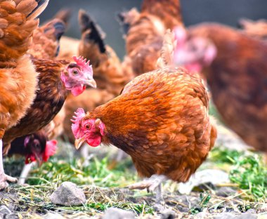 Geleneksel tavuk çiftliğinde tavuklar