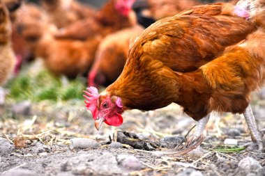 Geleneksel tavuk çiftliğinde tavuklar