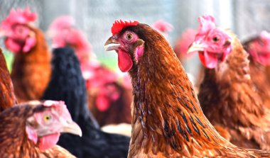 Geleneksel tavuk çiftliğinde tavuklar