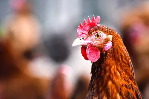 Kur domácí na tradiční drůbeží farmě ve volném výběhu — Stock fotografie