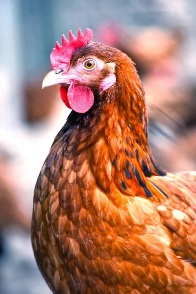 Kur domácí na tradiční drůbeží farmě ve volném výběhu — Stock fotografie