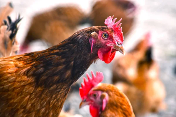 Galinhas na tradicional fazenda de aves de capoeira ao ar livre — Fotografia de Stock