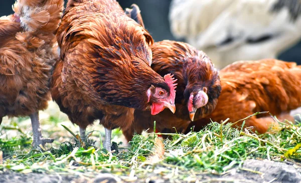 Pollos en granja de aves de corral tradicional —  Fotos de Stock