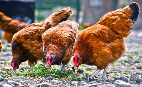 Kippen op traditionele scharrelpluimveehouderij — Stockfoto