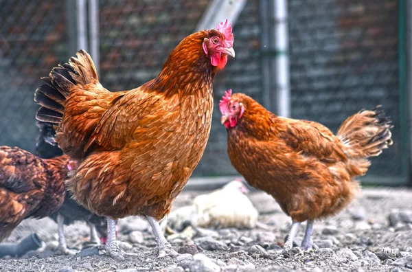 Kur domácí na tradiční drůbeží farmě ve volném výběhu — Stock fotografie