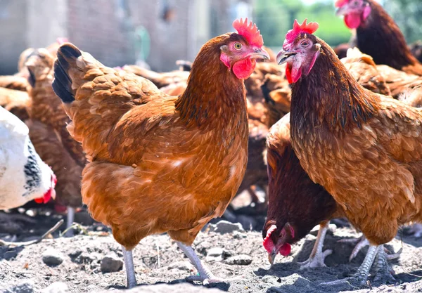 Kyllinger på driftsenheter med tradisjonelt frittgående fjørfe – stockfoto