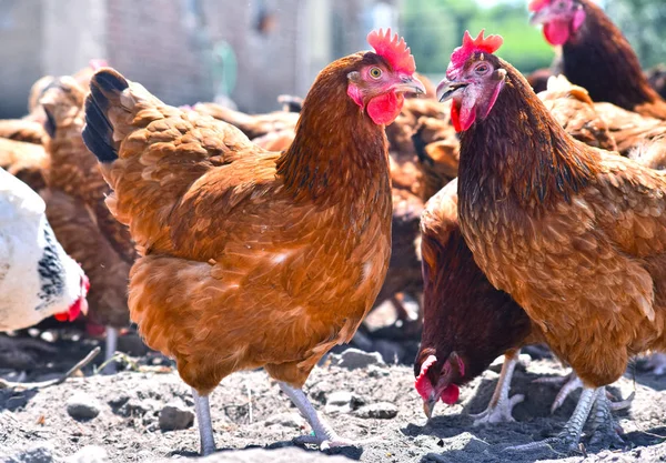 Pollos en granja de aves de corral tradicional — Foto de Stock