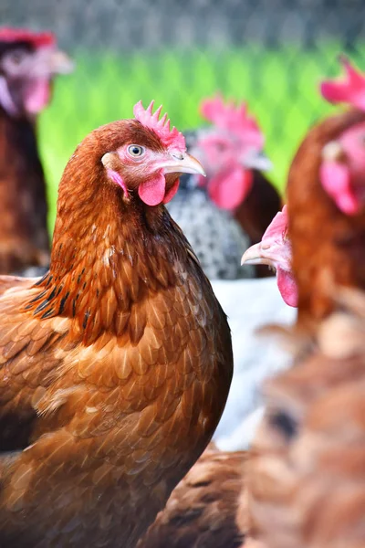 Pollos en granja de aves de corral tradicional —  Fotos de Stock