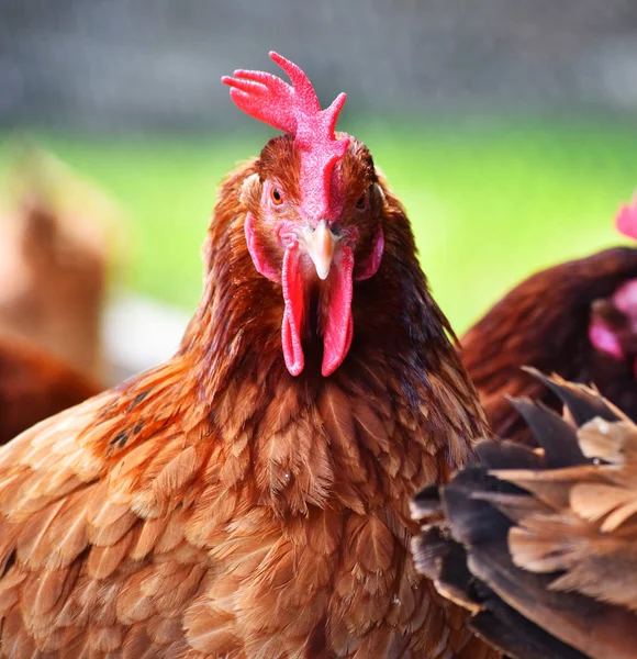 Galinhas na tradicional fazenda de aves de capoeira ao ar livre — Fotografia de Stock