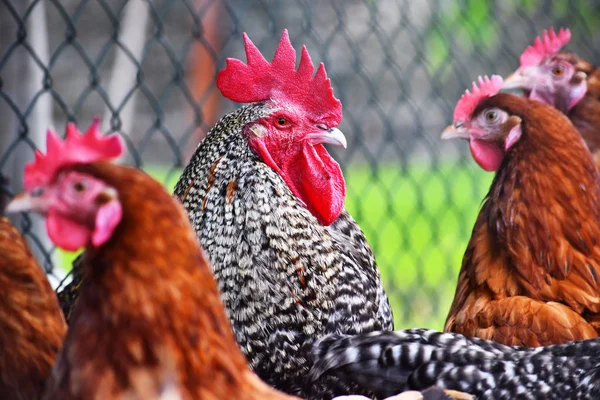 Csirkék a hagyományos szabadtartású baromfitartó gazdaságban — Stock Fotó