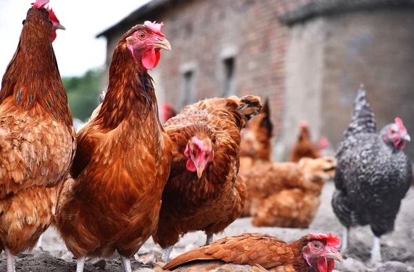 Galinhas na tradicional fazenda de aves de capoeira ao ar livre — Fotografia de Stock