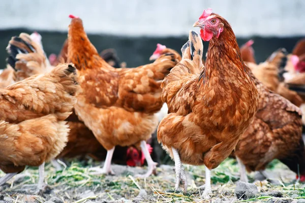 Pollos en granja de aves de corral tradicional — Foto de Stock