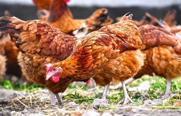 Geleneksel tavuk çiftliğinde tavuklar