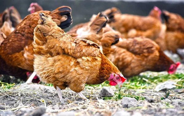 Galinhas na tradicional fazenda de aves de capoeira ao ar livre — Fotografia de Stock