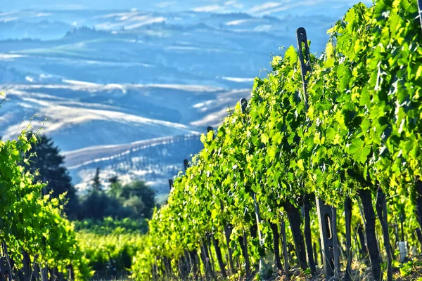 Vinhedo perto da cidade de Montalcino, Toscana, Itália — Fotografia de Stock